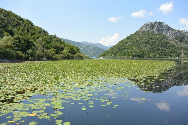 skadar gölü 